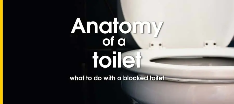 anatomy of a toilet